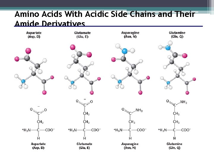 Amino Acids With Acidic Side Chains and Their Amide Derivatives 