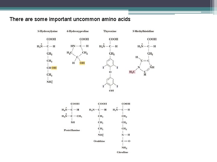 There are some important uncommon amino acids 