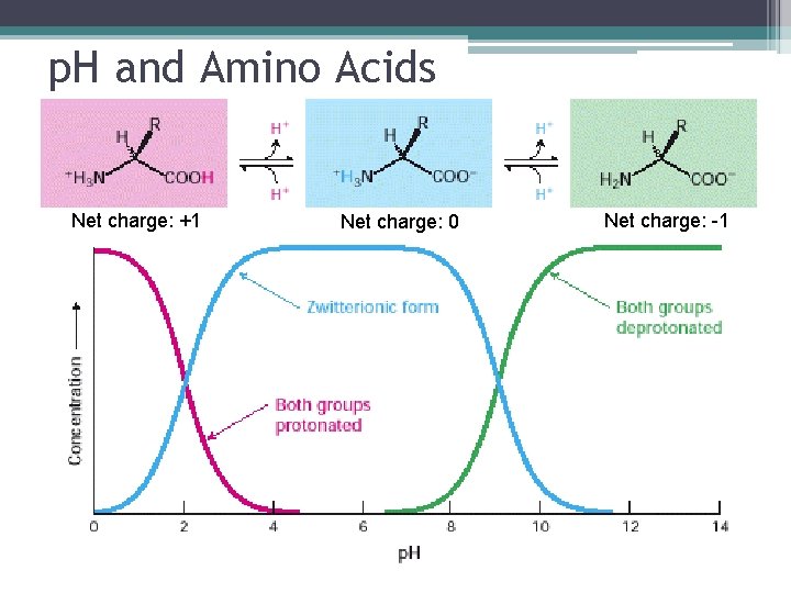 p. H and Amino Acids Net charge: +1 Net charge: 0 Net charge: -1