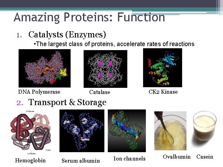 Amazing Proteins: Function 1. Catalysts (Enzymes) • The largest class of proteins, accelerates of