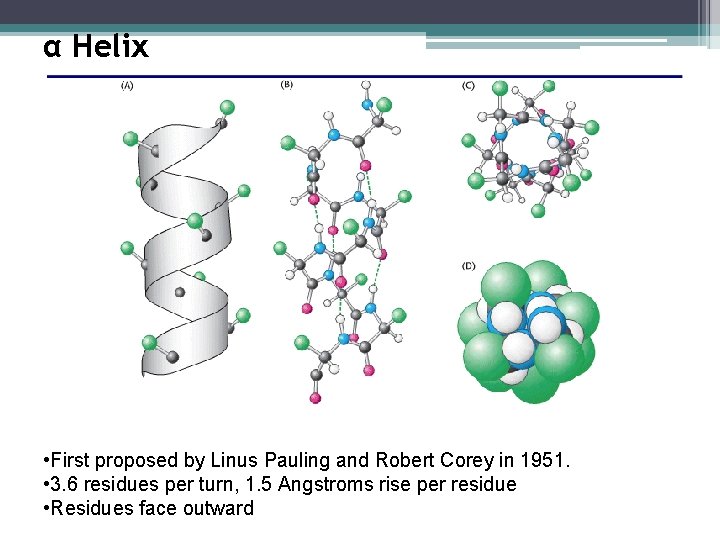 α Helix • First proposed by Linus Pauling and Robert Corey in 1951. •