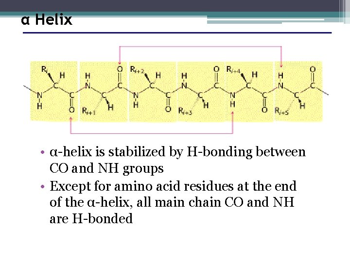 α Helix • α-helix is stabilized by H-bonding between CO and NH groups •