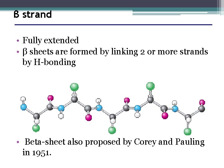 β strand • Fully extended • β sheets are formed by linking 2 or