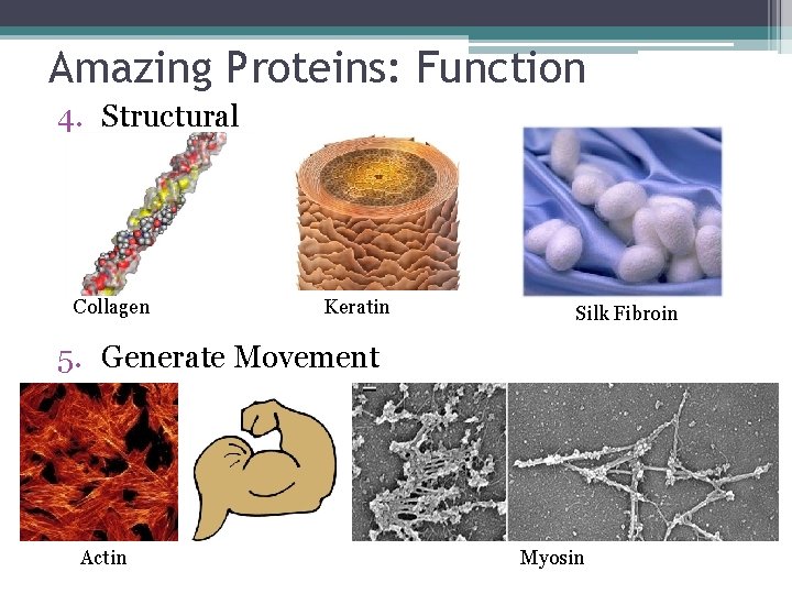 Amazing Proteins: Function 4. Structural Collagen Keratin Silk Fibroin 5. Generate Movement Actin Myosin