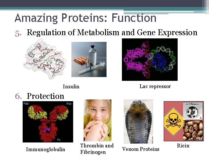 Amazing Proteins: Function 5. Regulation of Metabolism and Gene Expression Lac repressor Insulin 6.