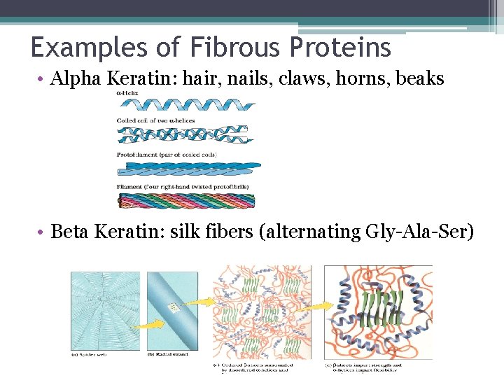 Examples of Fibrous Proteins • Alpha Keratin: hair, nails, claws, horns, beaks • Beta