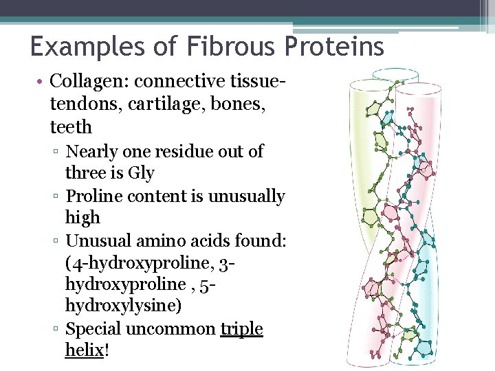 Examples of Fibrous Proteins • Collagen: connective tissuetendons, cartilage, bones, teeth ▫ Nearly one