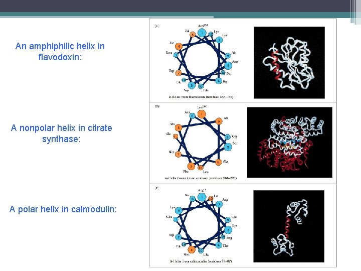 An amphiphilic helix in flavodoxin: A nonpolar helix in citrate synthase: A polar helix