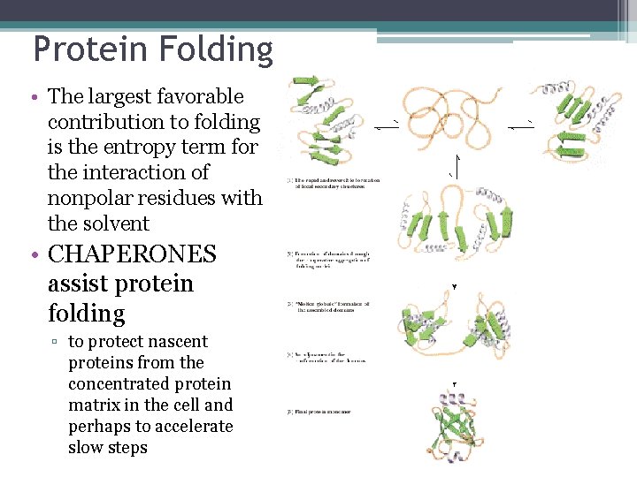 Protein Folding • The largest favorable contribution to folding is the entropy term for