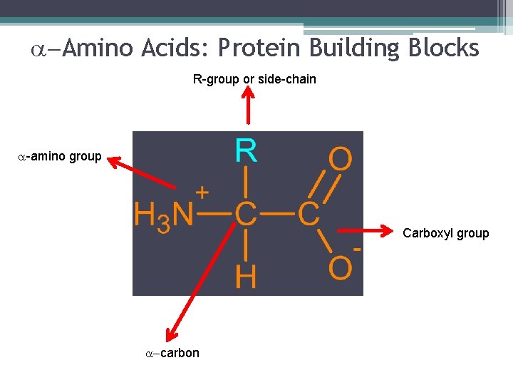 a-Amino Acids: Protein Building Blocks R-group or side-chain a-amino group Carboxyl group a-carbon 