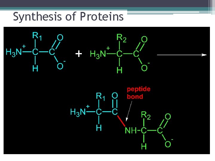 Synthesis of Proteins + H 2 O 