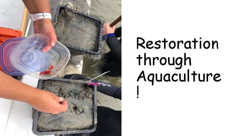 Restoration through Aquaculture ! 