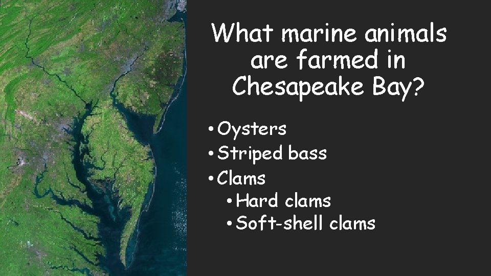 What marine animals are farmed in Chesapeake Bay? • Oysters • Striped bass •