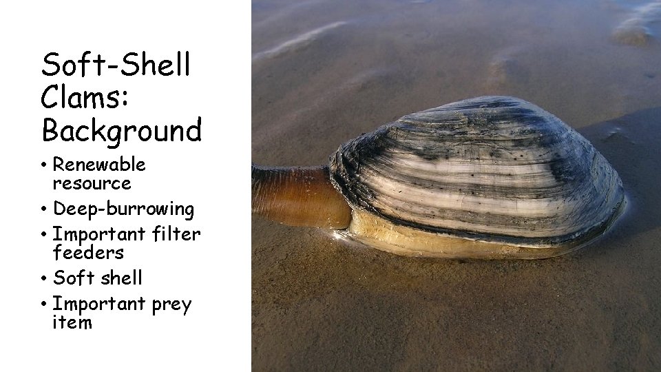Soft-Shell Clams: Background • Renewable resource • Deep-burrowing • Important filter feeders • Soft