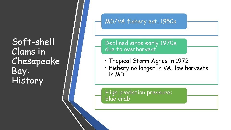 MD/VA fishery est. 1950 s Soft-shell Clams in Chesapeake Bay: History Declined since early