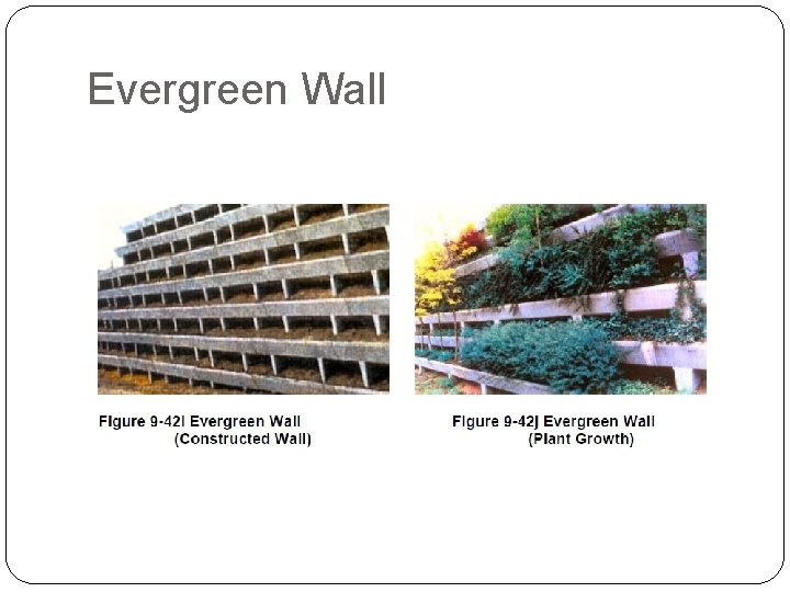 Evergreen Wall 
