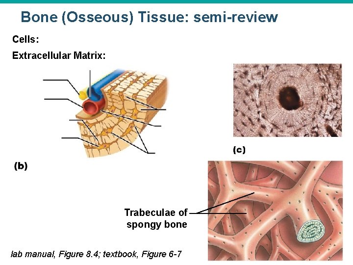 Bone (Osseous) Tissue: semi-review Cells: Extracellular Matrix: Trabeculae of spongy bone lab manual, Figure