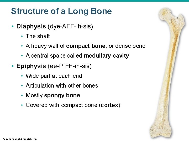 Structure of a Long Bone • Diaphysis (dye-AFF-ih-sis) • The shaft • A heavy