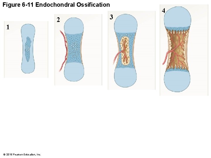 Figure 6 -11 Endochondral Ossification 1 1 © 2015 Pearson Education, Inc. 2 3