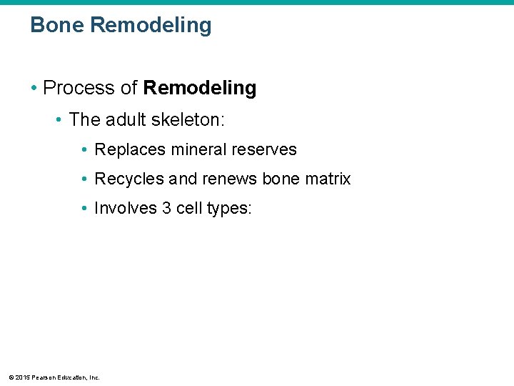 Bone Remodeling • Process of Remodeling • The adult skeleton: • Replaces mineral reserves