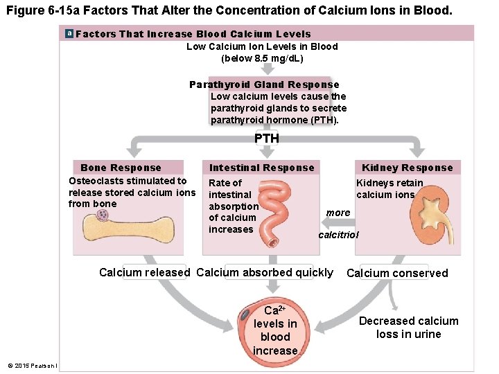 Figure 6 -15 a Factors That Alter the Concentration of Calcium Ions in Blood.