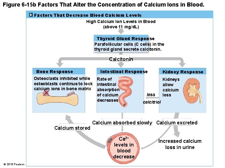 Figure 6 -15 b Factors That Alter the Concentration of Calcium Ions in Blood.