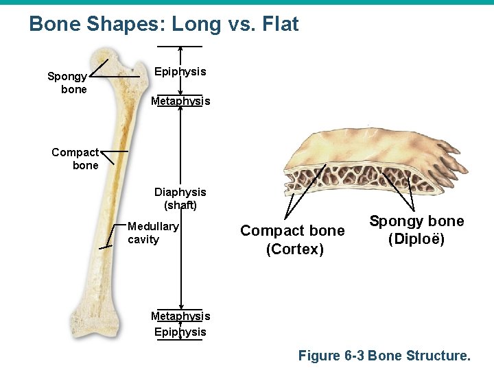 Bone Shapes: Long vs. Flat Spongy bone Epiphysis Metaphysis Compact bone Diaphysis (shaft) Medullary