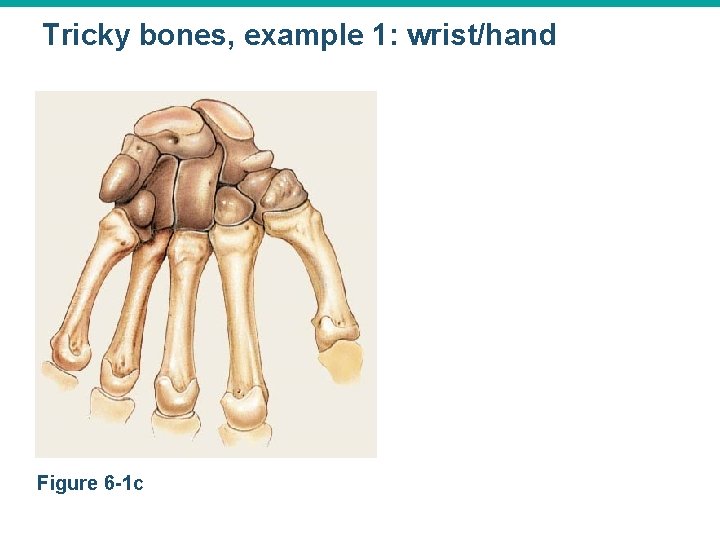 Tricky bones, example 1: wrist/hand Figure 6 -1 c 
