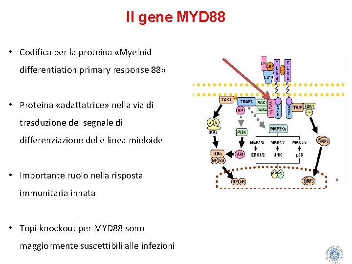 Il gene MYD 88 • Codifica per la proteina «Myeloid differentiation primary response 88»