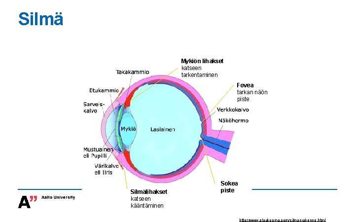 Silmä Mykiön lihakset katseen tarkentaminen Fovea tarkan näön piste Silmälihakset katseen kääntäminen Sokea piste