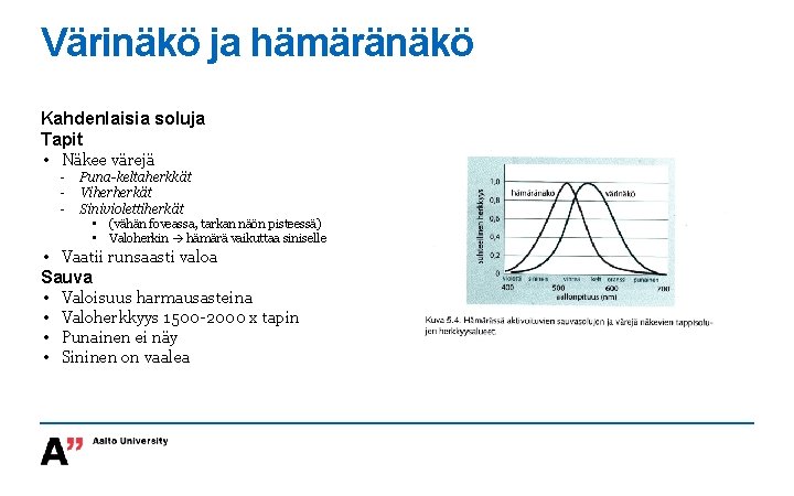 Värinäkö ja hämäränäkö Kahdenlaisia soluja Tapit • Näkee värejä - Puna-keltaherkkät Viherherkät Siniviolettiherkät •