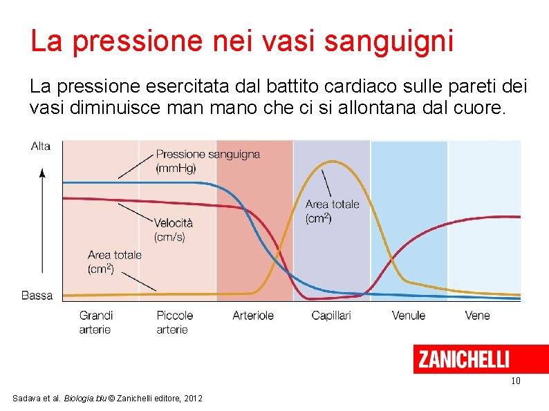 La pressione nei vasi sanguigni La pressione esercitata dal battito cardiaco sulle pareti dei