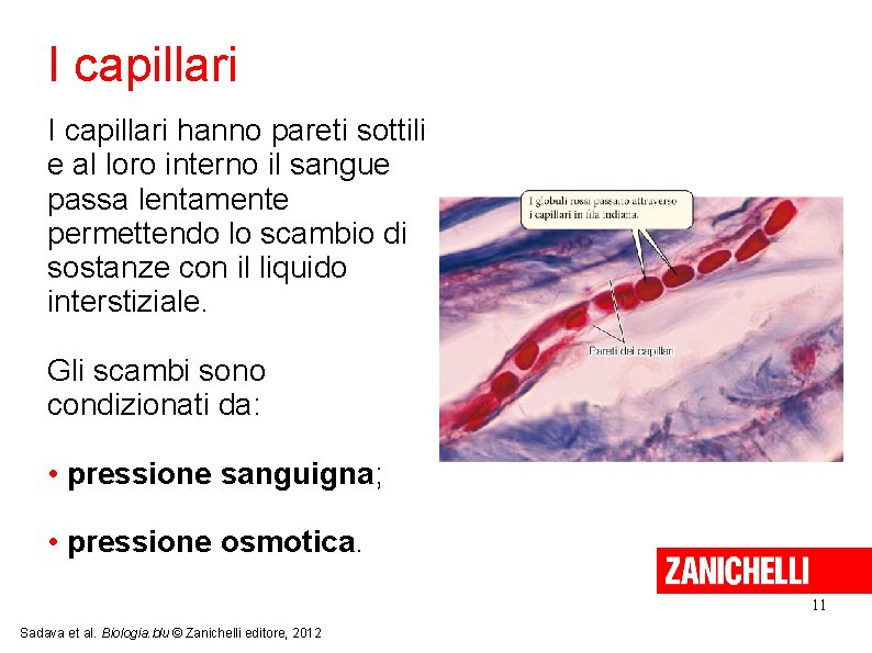 I capillari hanno pareti sottili e al loro interno il sangue passa lentamente permettendo