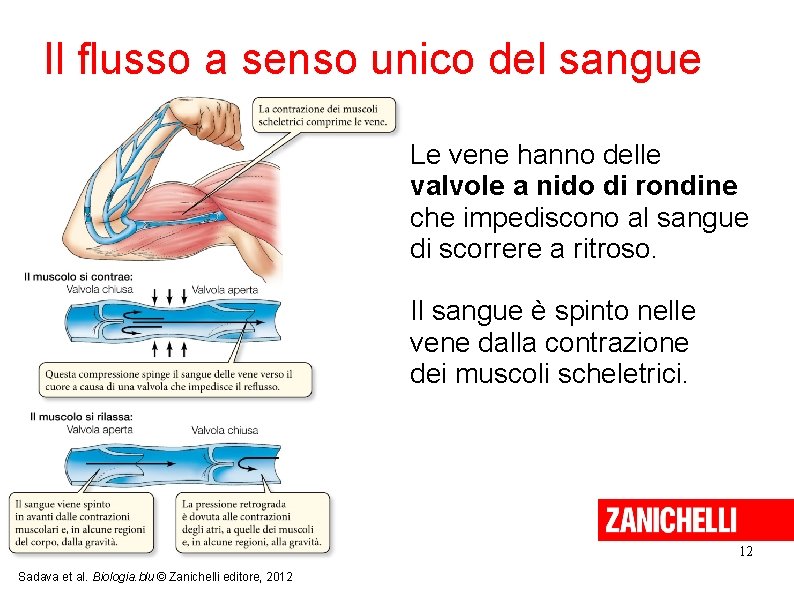 Il flusso a senso unico del sangue Le vene hanno delle valvole a nido