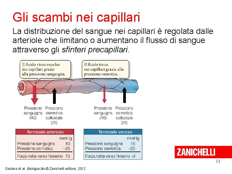 Gli scambi nei capillari La distribuzione del sangue nei capillari è regolata dalle arteriole