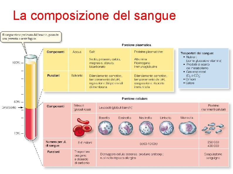 La composizione del sangue 15 Sadava et al. Biologia. blu © Zanichelli editore, 2012
