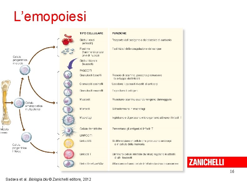 L’emopoiesi 16 Sadava et al. Biologia. blu © Zanichelli editore, 2012 