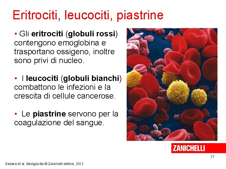 Eritrociti, leucociti, piastrine • Gli eritrociti (globuli rossi) contengono emoglobina e trasportano ossigeno, inoltre