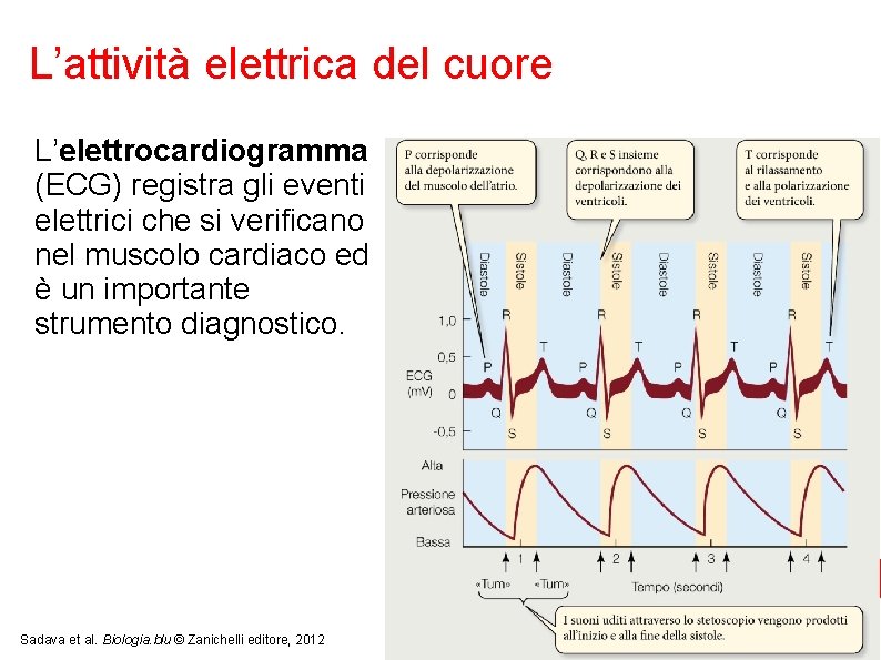 L’attività elettrica del cuore L’elettrocardiogramma (ECG) registra gli eventi elettrici che si verificano nel