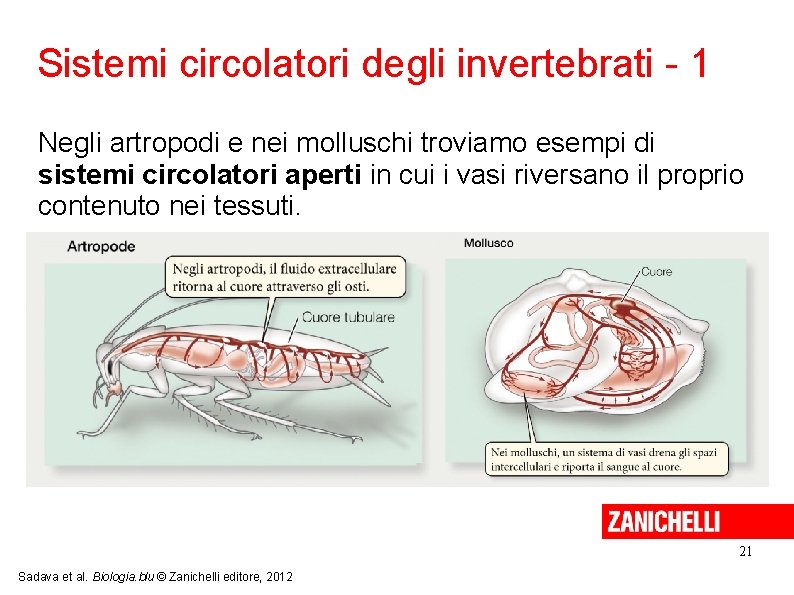 Sistemi circolatori degli invertebrati - 1 Negli artropodi e nei molluschi troviamo esempi di