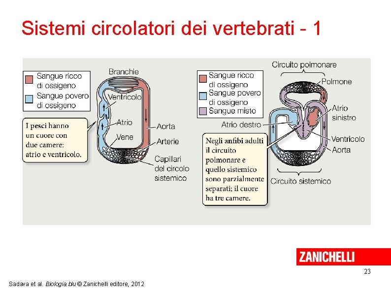Sistemi circolatori dei vertebrati - 1 23 Sadava et al. Biologia. blu © Zanichelli