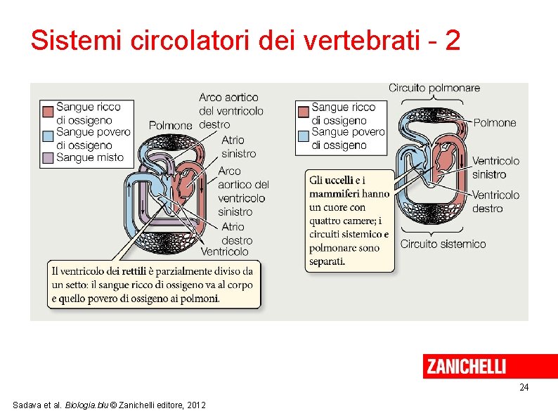 Sistemi circolatori dei vertebrati - 2 24 Sadava et al. Biologia. blu © Zanichelli