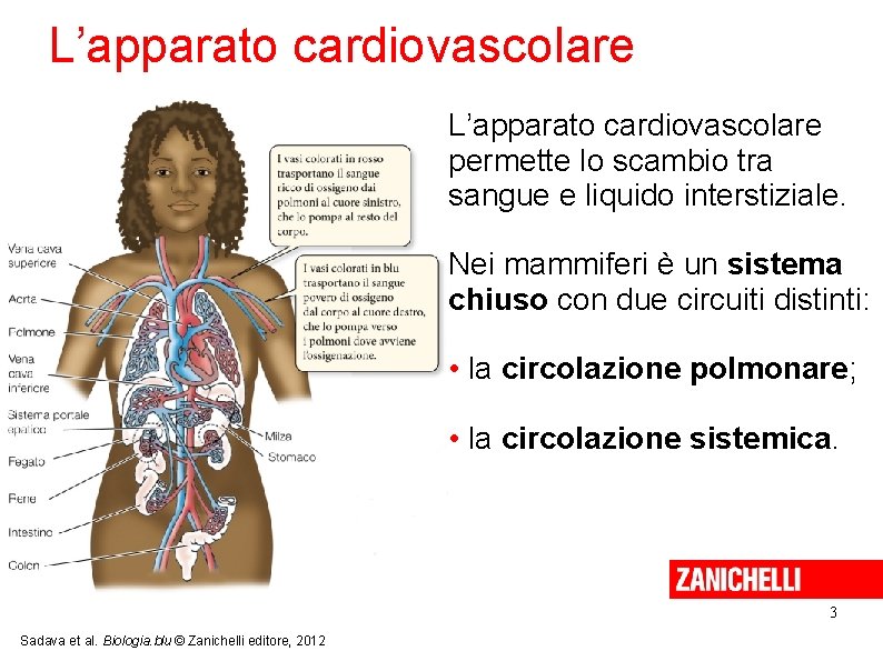 L’apparato cardiovascolare permette lo scambio tra sangue e liquido interstiziale. Nei mammiferi è un