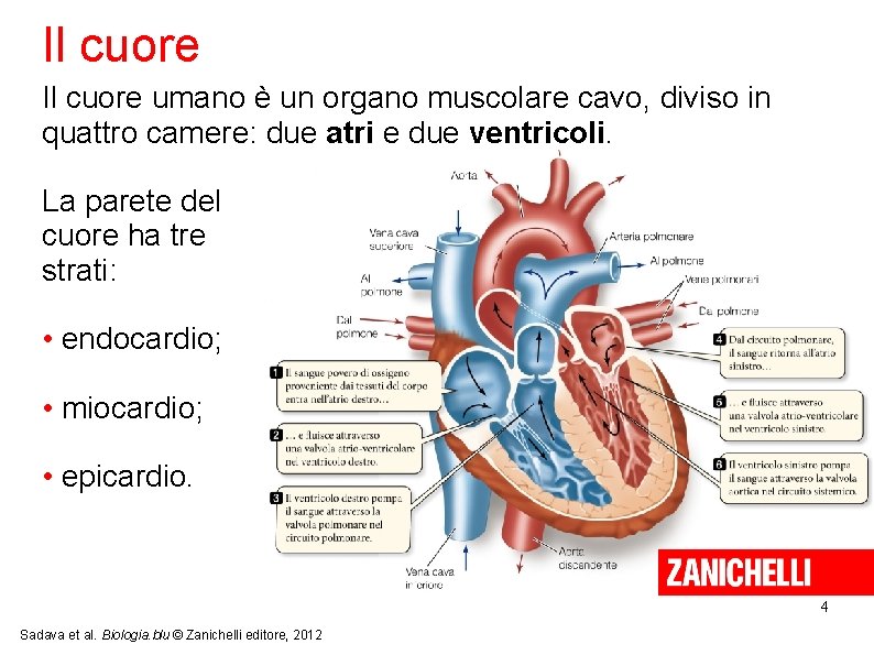 Il cuore umano è un organo muscolare cavo, diviso in quattro camere: due atri