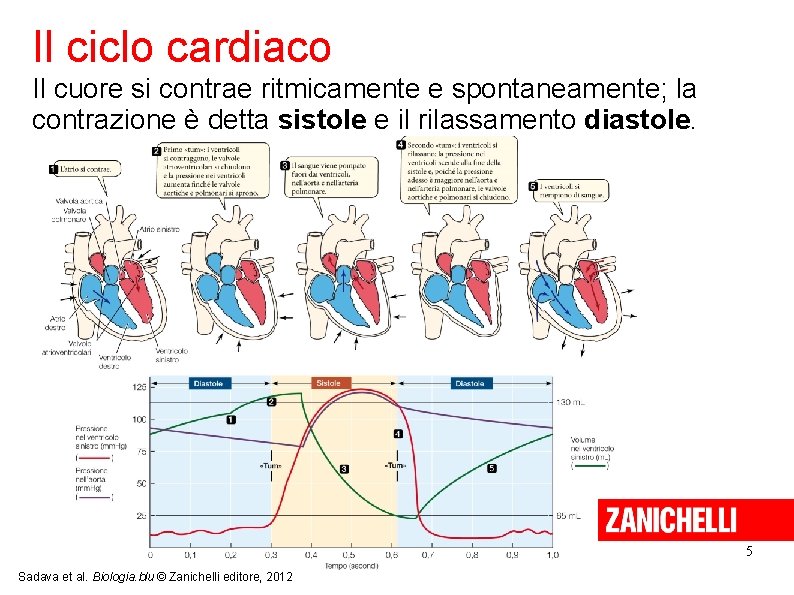 Il ciclo cardiaco Il cuore si contrae ritmicamente e spontaneamente; la contrazione è detta