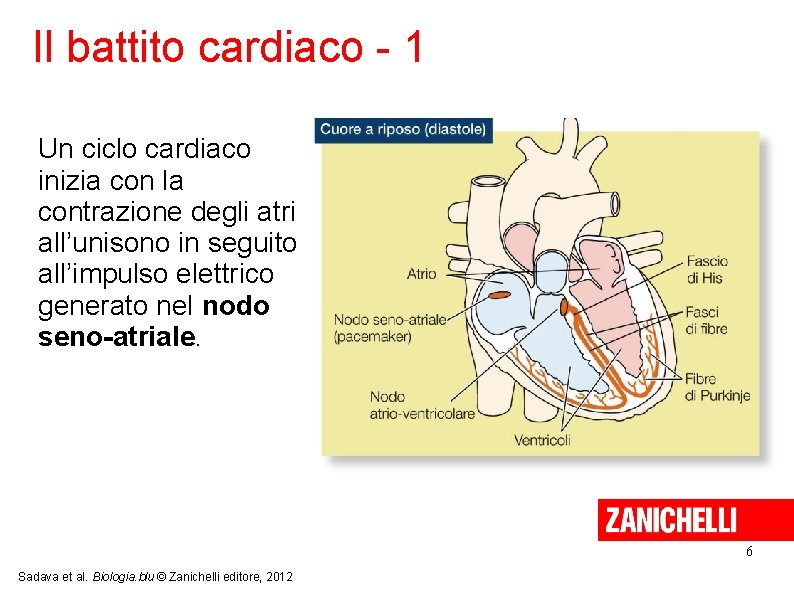 Il battito cardiaco - 1 Un ciclo cardiaco inizia con la contrazione degli atri