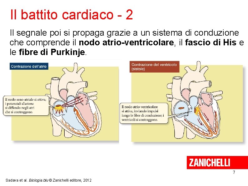 Il battito cardiaco - 2 Il segnale poi si propaga grazie a un sistema