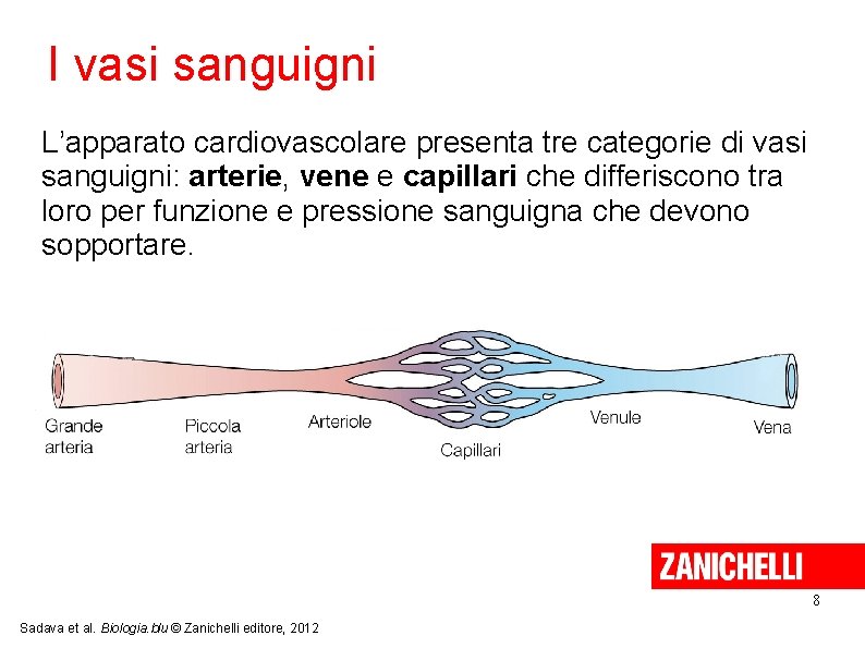 I vasi sanguigni L’apparato cardiovascolare presenta tre categorie di vasi sanguigni: arterie, vene e