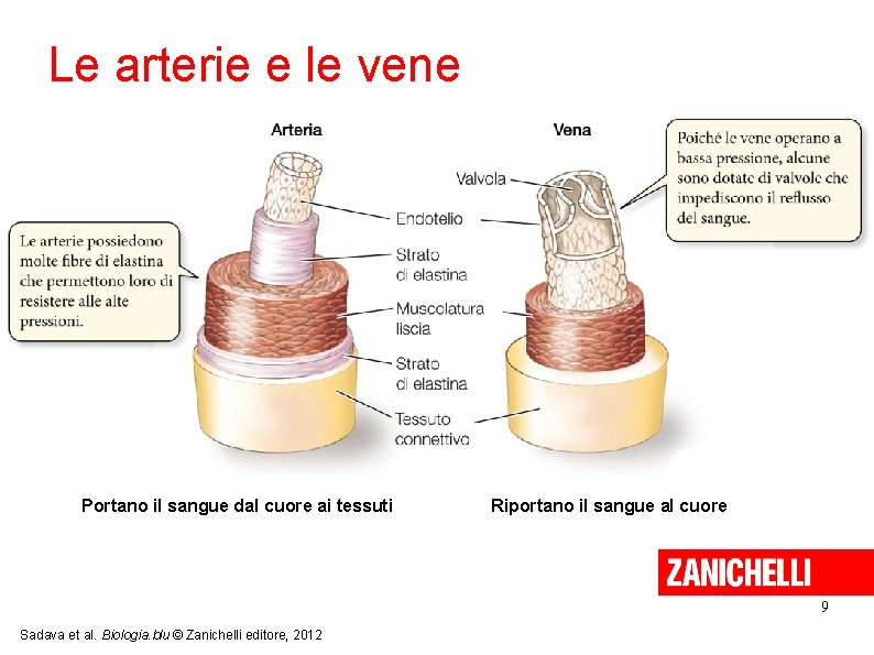 Le arterie e le vene Portano il sangue dal cuore ai tessuti Riportano il