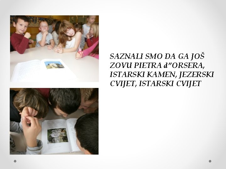 SAZNALI SMO DA GA JOŠ ZOVU PIETRA d”ORSERA, ISTARSKI KAMEN, JEZERSKI CVIJET, ISTARSKI CVIJET